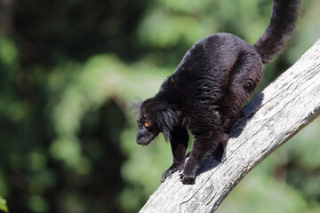 Mohrenmaki / Black lemur / Eulemur macaco