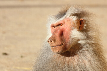 Mantelpavian / Hamadryas baboon / Papio hamadryas.
