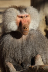 Mantelpavian / Hamadryas baboon / Papio hamadryas.
