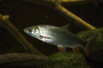 Rotfeder oder Unechtes Rotauge / Common rudd / Scardinius erythophthalmus