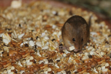 Eurasische Zwergmaus / Eurasian harvest mouse / Micromys minutus
