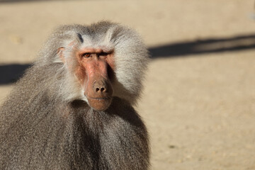 Mantelpavian / Hamadryas baboon / Papio hamadryas.