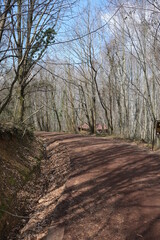 Forest Walk, Walking in the fresh air for a forest walk.