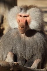 Mantelpavian / Hamadryas baboon / Papio hamadryas.