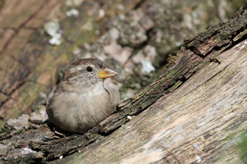 Hausspatz / House sparrow / Passer domesticus