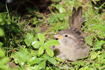 Hausspatz / House sparrow / Passer domesticus
