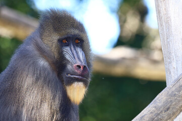 Mandrill / Mandrill / Mandrillus sphinx