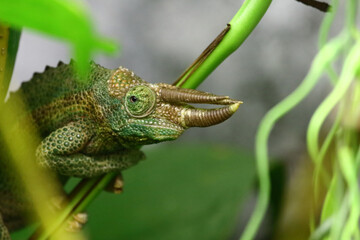 Dreihornchamäleon / Jackson's chameleon / Trioceros jacksonii xantholophus
