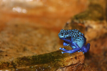Blauer Baumsteiger / Blue poison dart frog / Dendrobates tinctorius azureus