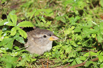 Hausspatz / House sparrow / Passer domesticus