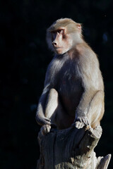 Mantelpavian / Hamadryas baboon / Papio hamadryas.