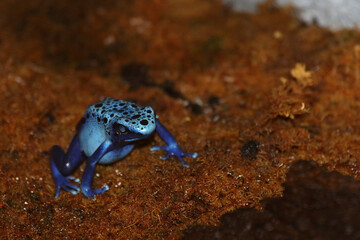 Blauer Baumsteiger / Blue poison dart frog / Dendrobates tinctorius azureus