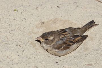 Hausspatz / House sparrow / Passer domesticus