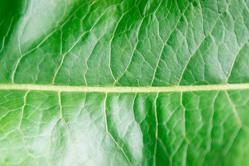 Green horseradish leaf, large, close-up.