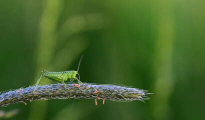 A small green grasshopper sits on a blade of grass, in front of a green background in nature