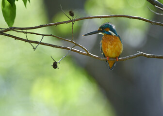 止まり木のカワセミ