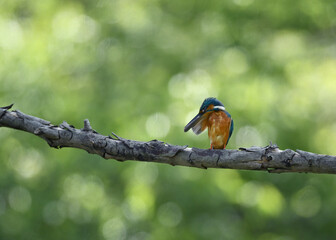 止まり木のカワセミ