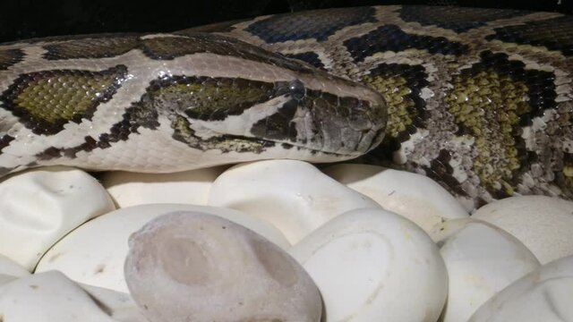 Female python overseeing her eggs in nest