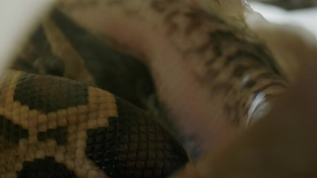 Baby python snake inside egg during hatching process