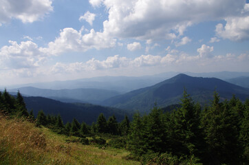 Mountain landscape with forest in the summer. Silhouettes of fir trees in the fog