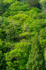 Obraz premium 新緑