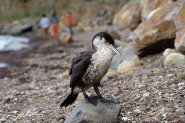 Pied Shag Site On Rocks as Children Play in New Zealand