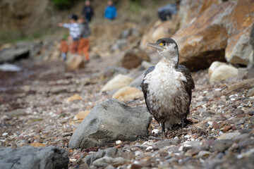 Pied Shag Site On Rocks as Children Play in New Zealand