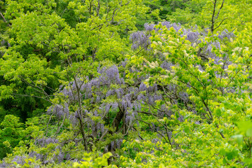 Fototapeta premium 新緑