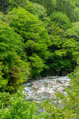 Obraz premium 新緑