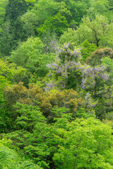 Obraz premium 新緑