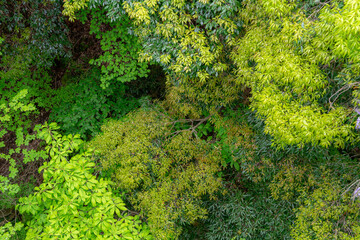 Naklejka premium 新緑