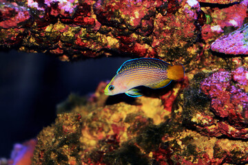 Splendid Dottyback - (Manonichthys splendens) 