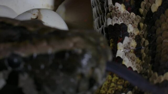 Python mother protecting her hatching babies and eggs