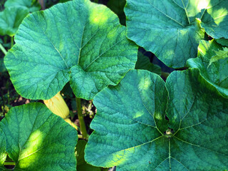 Large green leaves of a vegetable marrow with blooming yellow fruits in the morning illuminated by the sun close up