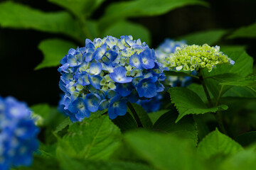 blue hydrangea flowers