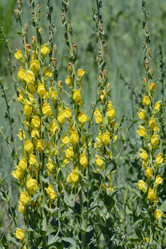 Springtime yellow toadflax or Linaria dalmatica wildflowers blooming in field
