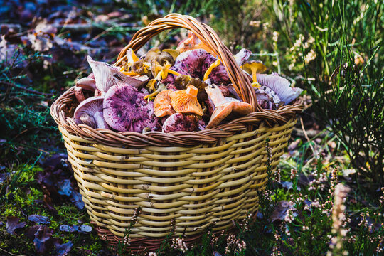 Basket full of variety of mushrooms.