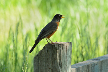 American robin bird or Turdus migratorius perched on wooden fence post 