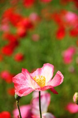 ポピー②