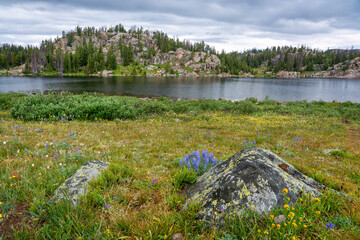 Beautiful wildflowers off the Beartooth Scenic Byway at Long Lake in Wyoming