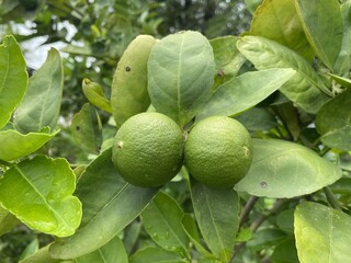 lime tree in nature garden