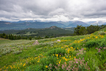 Fototapeta na wymiar Beartooth Pass Vista Point with summer wildflowers