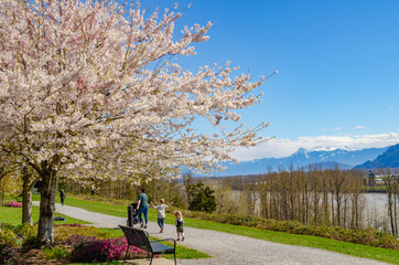 Fraser River Heritage Park in the sunny day, sakura cherry blossoms in blooming