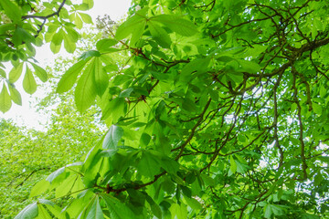 Obraz premium Natural green leaves plants using as background cover page greenery environment ecology