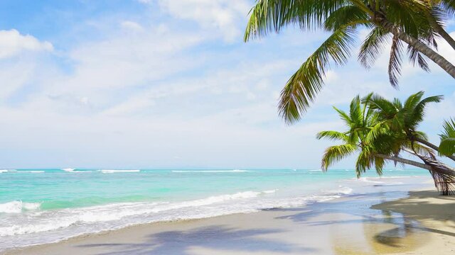 Travel to the tranquil Caribbean palm beach with clean white sand and amazing views of the blue sea.