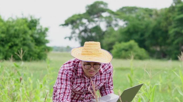 Angry Asian farmer standing, checking plants and taking video call on laptop in a big farm. Farmer holding a laptop. Agricultural concept. Green field background