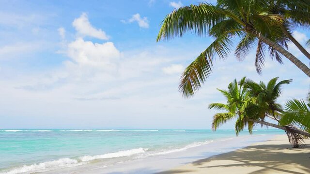 Beautiful palm tree on the white sand beach Hawaiian island with sea views. Vacation on the Hawaiian palm beach landscape.