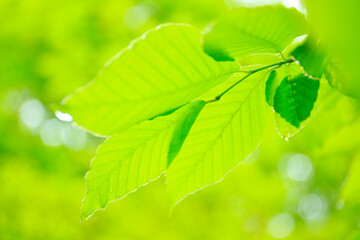 green leaves