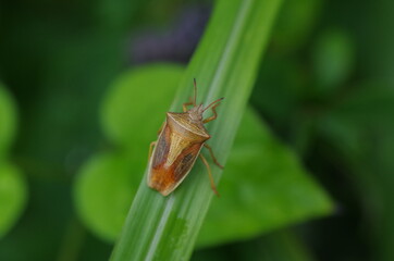 エビイロカメムシの成虫