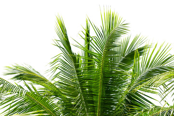 leaves of coconut tree isolated on white background, clipping path included.